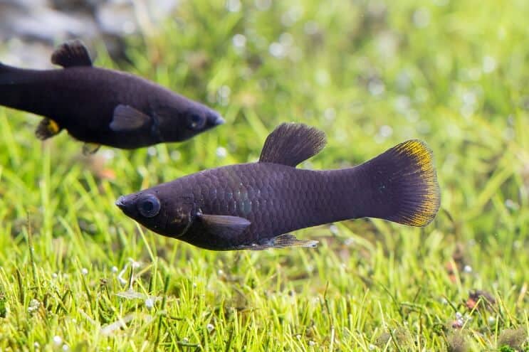 Two black molly fish swimming near Java moss