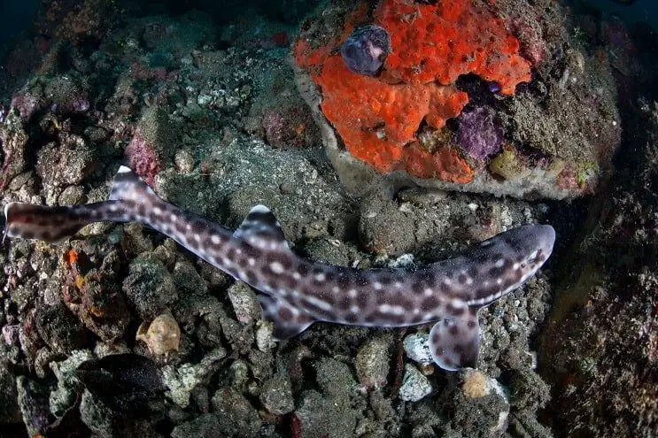 Requin chat corail