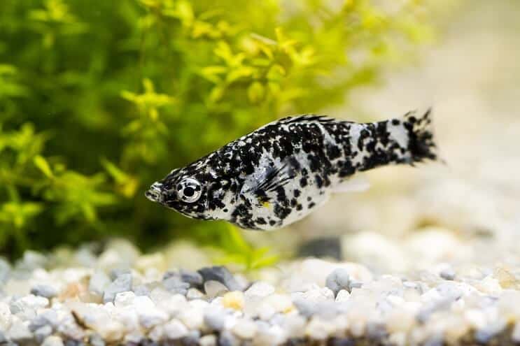 A Dalmatian molly fish near the bottom of a planted aquarium