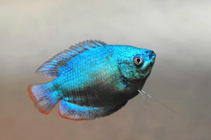 Apparence de gourami nain