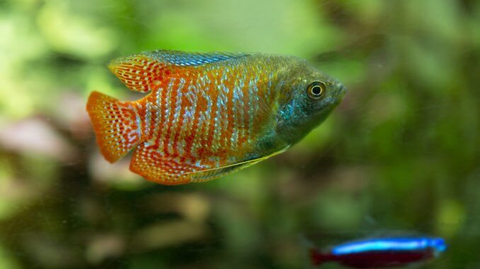 Dwarf Gourami Guide Is This Bright Colorful Fish For You Banner