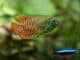 Dwarf Gourami Guide Is This Bright Colorful Fish For You Banner