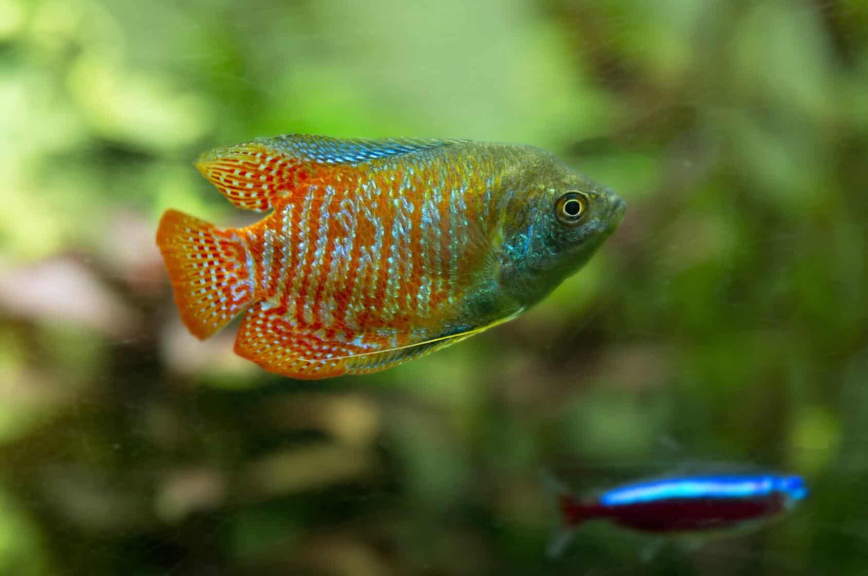 dwarf gourami freshwater fish