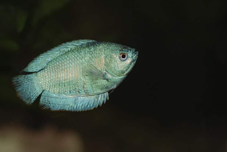 Gourami nain nageant