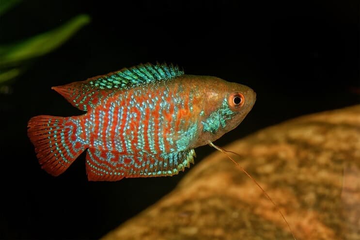 Neon blue dwarf clearance gourami care