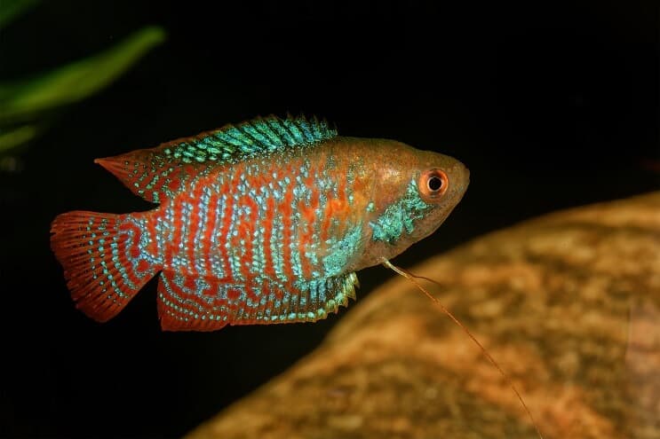 Dwarf Gourami