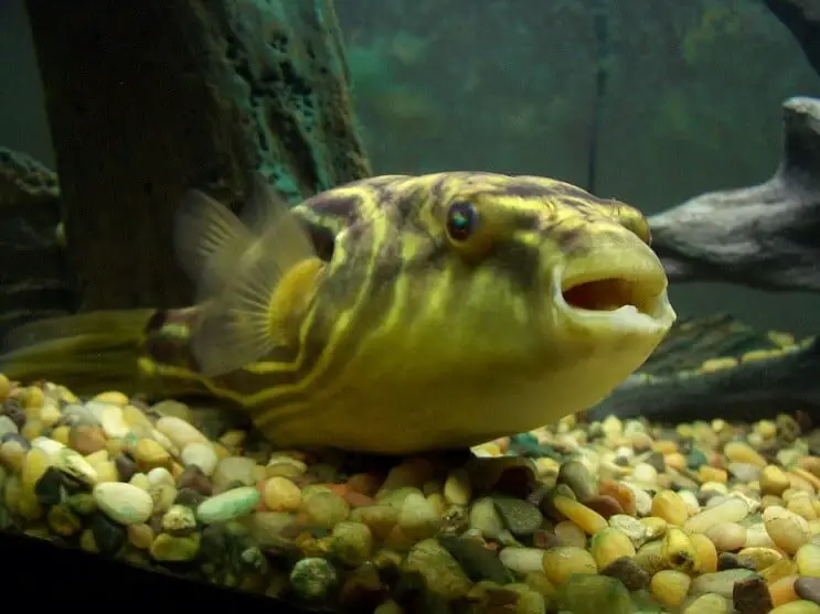 puffer fish aquarium