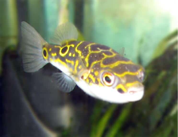 small freshwater puffer