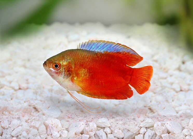 dwarf gourami freshwater fish