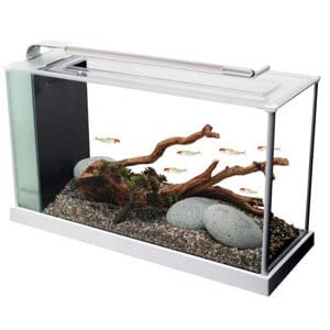 Best 5 Gallon Aquarium