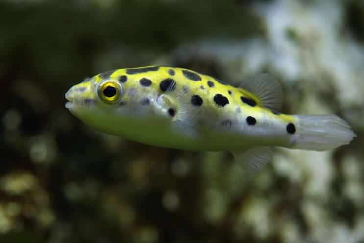 Green Spotted Puffer Fish