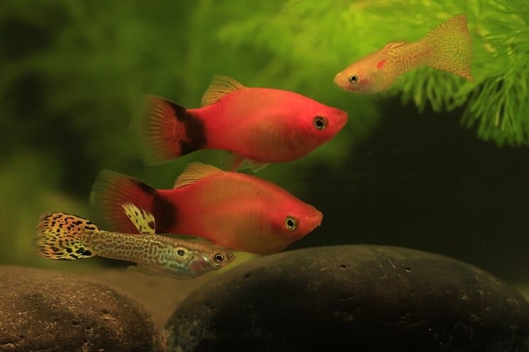 Two platy fish and two guppies swimming together in a decorated tank