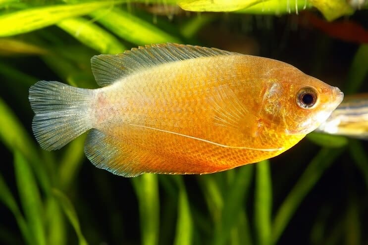 Honey Dwarf Gourami