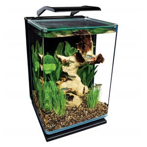 Most Affordable 5 Gallon Aquarium