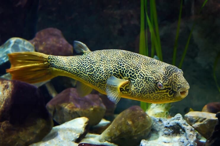 small freshwater puffer