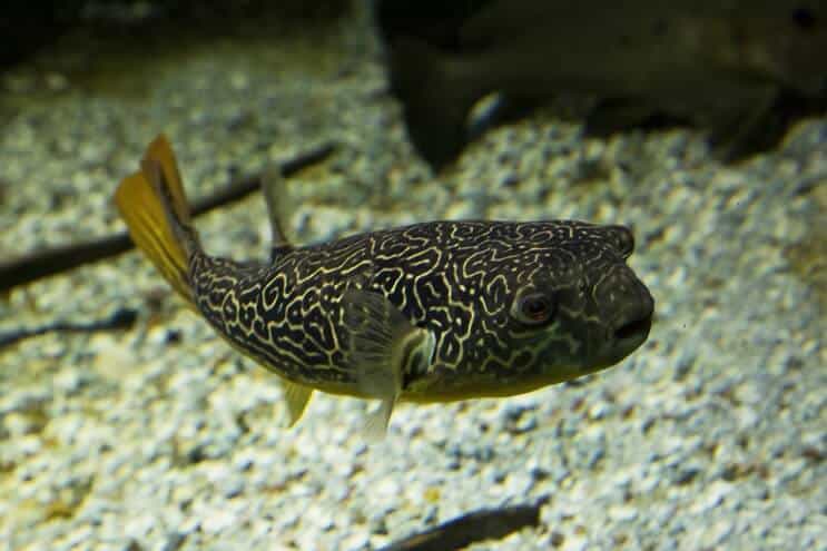 small freshwater puffer