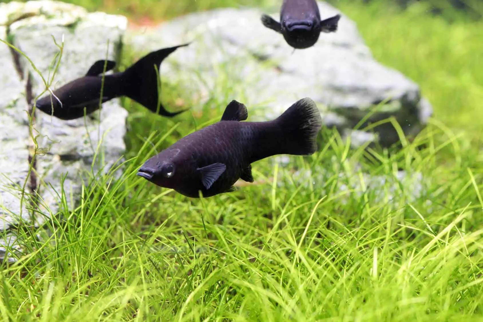 Molly Fish: Care, Diet, Types, and Lifespan of Mollies | Fishkeeping World