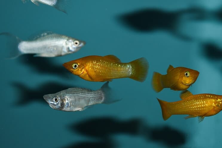 A group of colorful molly fish swimming in a planted tank