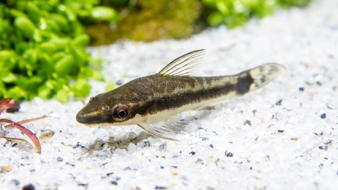 Otocinclus Care Guide Everything You Need To Know About These Catfish Banner