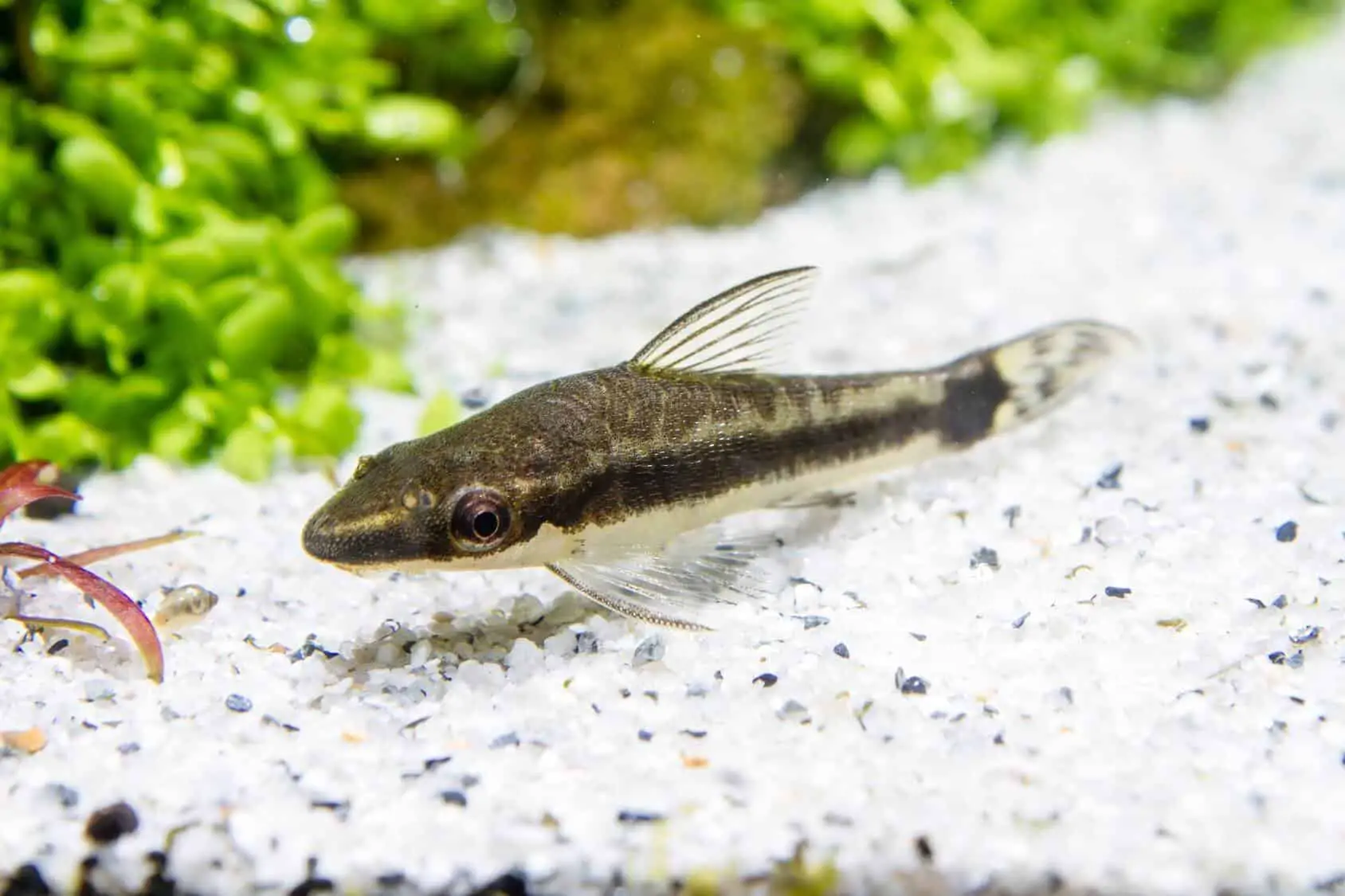 otocinclus catfish swimming near white pebble substrate