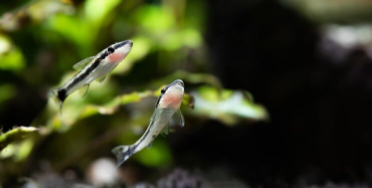a pair of otos swimming together in a planted tank