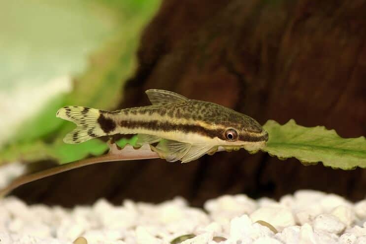 Otocinclus swimming in a planted tank