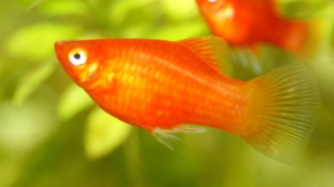 Platy Fish The Complete Care Guide Banner