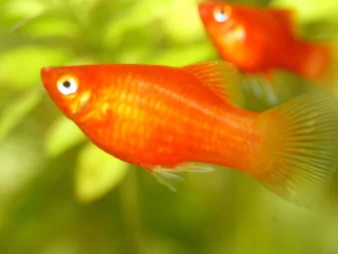 Molly Fish: Care, Diet, Types, and Lifespan of Mollies | Fishkeeping World