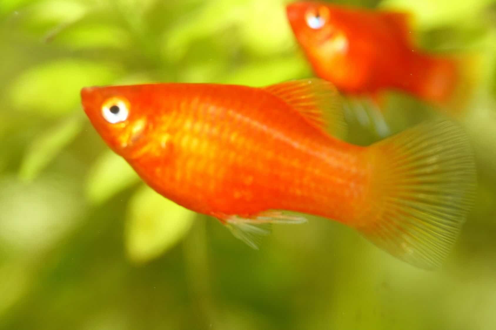 Platy Fish: Care, Lifespan, Food & Tank Mates of Platies | Fishkeeping World