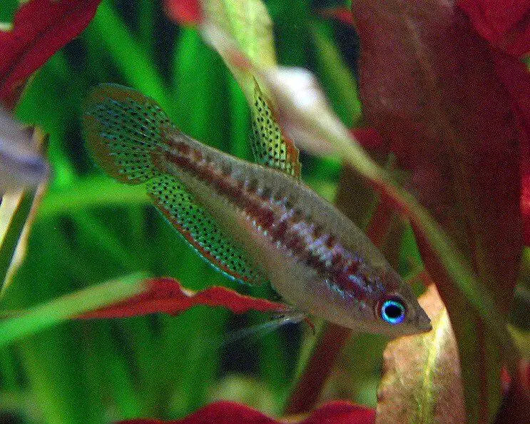 Pygmy Gourami