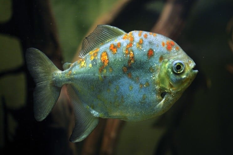 Red Hook Silver Dollar Fish