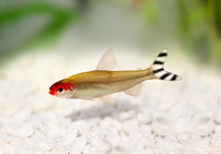 Rummy Nose Tetra Appearance