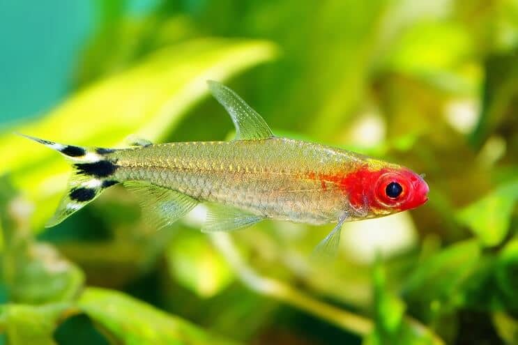 Rummy Nose Tetra Swimming