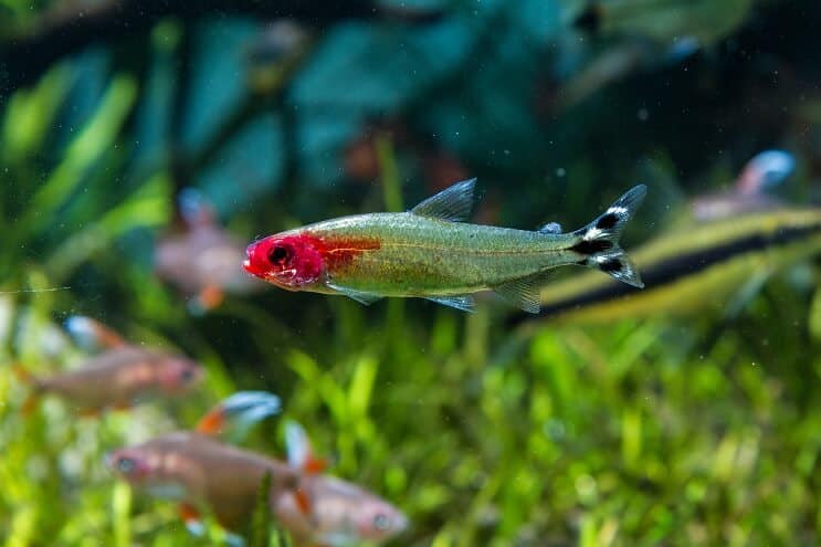 Rummy Nose Tetra Tank Conditions