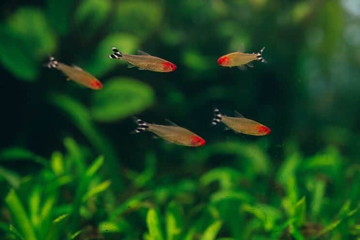 Rummy Nose Tetra Tank Mates