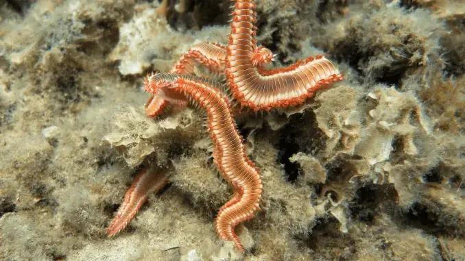 Bristle Worms [Good or Bad for Your Tank?]