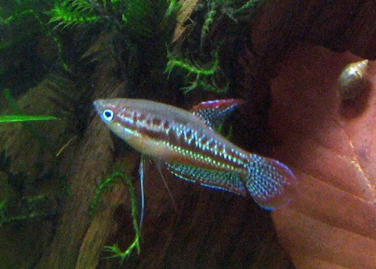 Sparkling Gourami Swimming