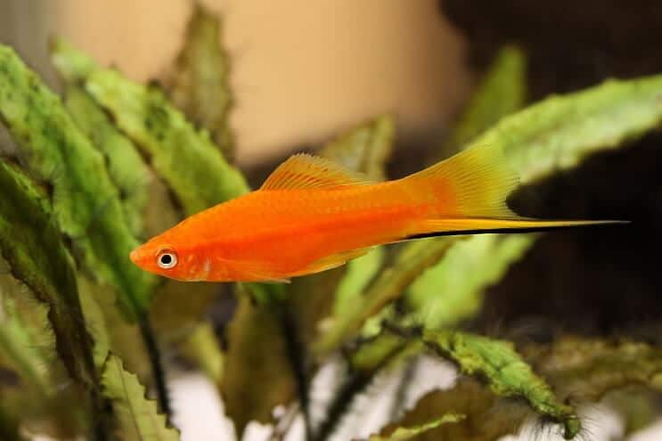 A swordtail platy fish swimming amongst aquarium plants