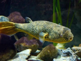 The Complete Freshwater Puffer Fish Care Guide Banner