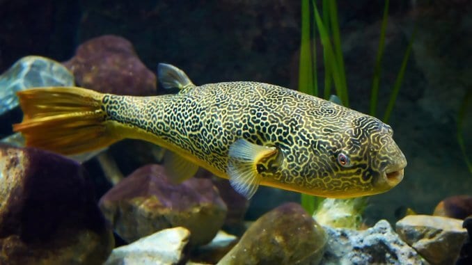 The Complete Freshwater Puffer Fish Care Guide Banner