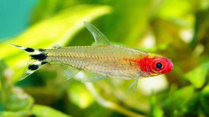 The Ultimate Rummy Nose Tetra Care Guide Breeding, Tank Mates and More Banner