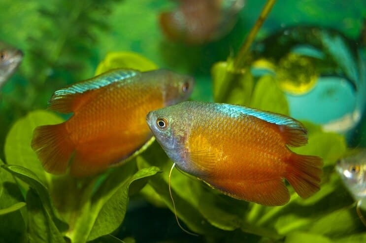 Deux gourami nain
