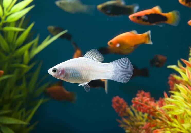 A school of platy fish swimming in a planted tank