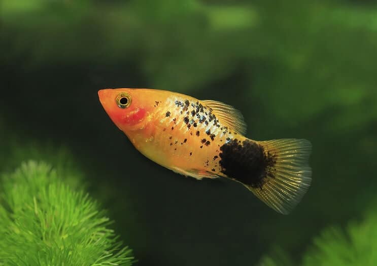 A closeup of a southern platy fish (Xiphophorus maculatus)