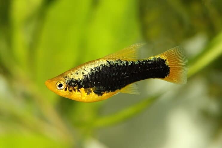 A variable platy fish (Xiphophorus variatus) near some aquarium plants