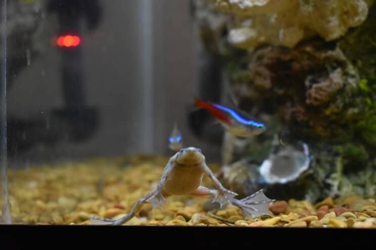 African dwarf frog care and diet