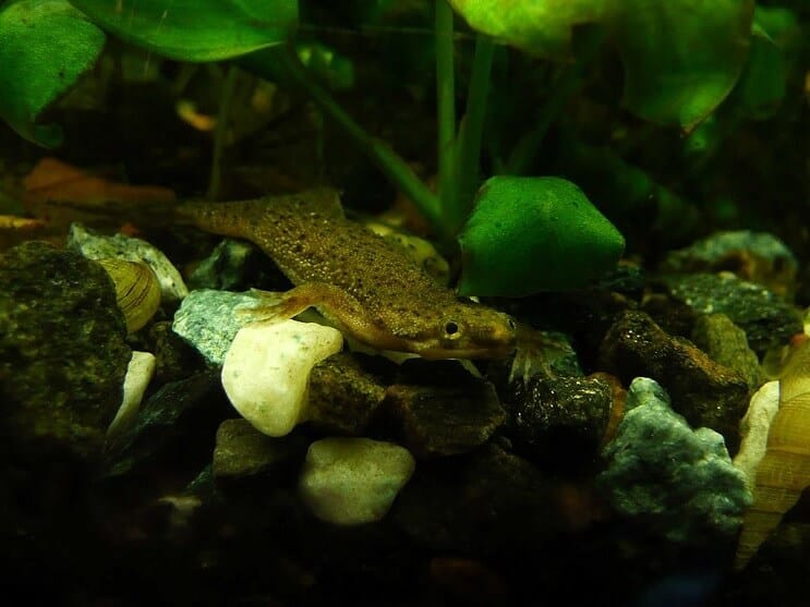 underwater frogs