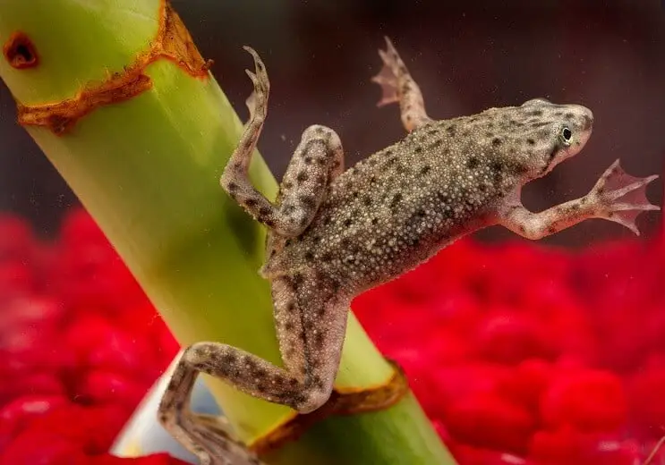 African dwarf frog appearance