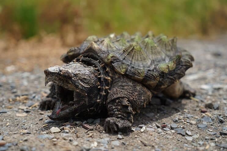 Snapping Turtle Size Chart