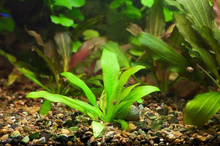 amazon sword goldfish